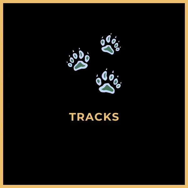 Web Development Tracks