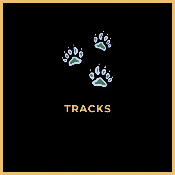 مسارات وتراكات الويب